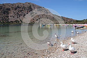 ducks and gooses at the kournas lake in crete (greece)