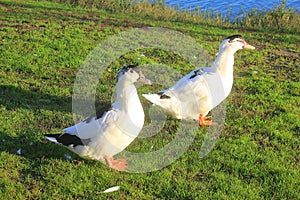 Ducks on the grass in front of the lake