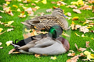 Ducks at the green autumn grass