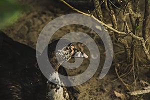 Ducks in farm and cage