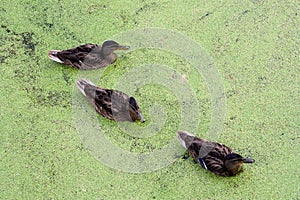 Ducks in in green morass