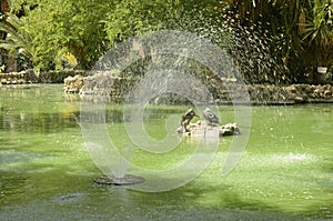 Ducks on green pond