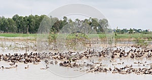 ducks grooming themselves with their beaks as they swim in a farm pond