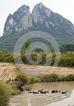 Ducks in Guilin