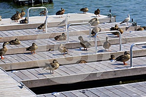 Ducks on Piers  826511 photo