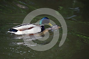 Ducks having a romantic hump in the pond