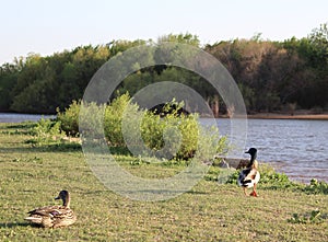 Ducks on Hefner Lake, Oklahoma City