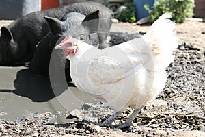 Ducks hens and pics on a dusty farm