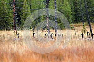 DUCKS HIDDEN ON GRASS YELLOWSTONE