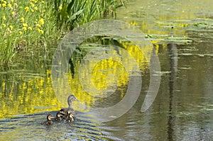 Ducks from Holland