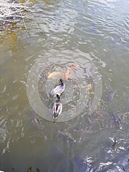 Ducks and huge gold fish eating together in the river at Scottsbluff Nebraska Zoo photo