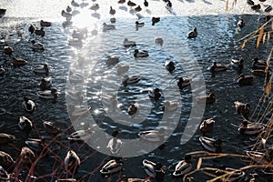 Ducks on ice frozen river