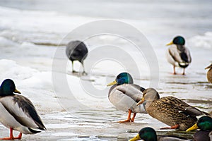 Ducks on ice of Neris river