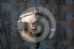 Ducks on ice in winter