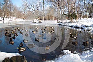Ducks in the icy lake at Central Park