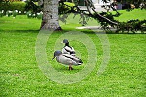 The ducks in the Jardin Botanico in Madrid, Spain