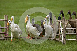 Ducks junping the fence