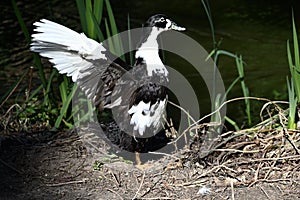 Muscovy and Mallard duck hybrid, 21.