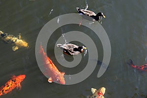 Ducks and Koi Fish in Water in Pond