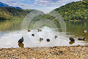 Ducks in Lago di Levico, Lake in Levico Terme, Italy