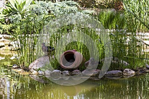 Ducks in lagoon in Elche\'s Huerto Del Cura botanical garden photo