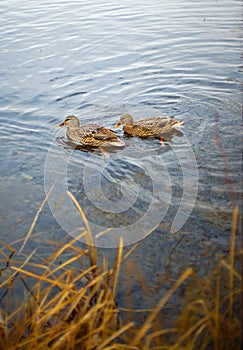 Ducks in lake