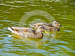 Ducks on the lake