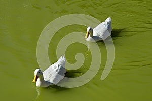 DUCKS IN LAKE