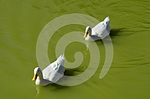 DUCKS IN LAKE photo