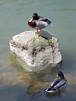 Ducks in lake