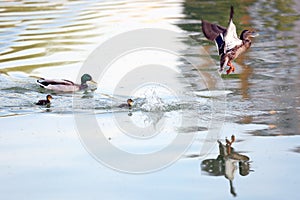 Ducks on a lake