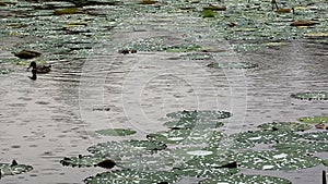 Ducks on the lake