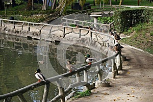 Ducks on the lake