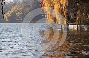 Ducks on the lake - RAW format