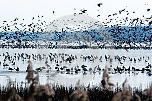 Ducks at Lake Balaton in wintertime