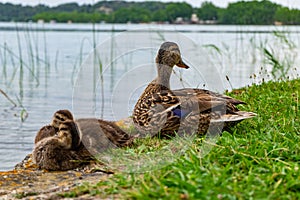 Ducks in Lake of Banyoles in Catalonia, Spain. photo