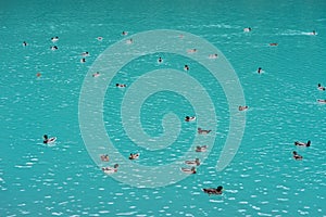 Ducks in the lake. Birds in blue water