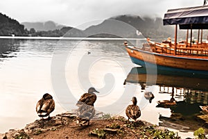 Ducks on lake. Bled, Slovenia