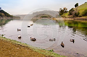 Ducks at Lake Chabot