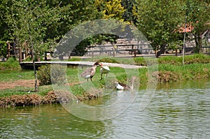 Ducks in the lake photo