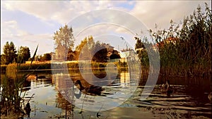 Ducks on lake in fall. Russia, Kazan, Voronovka village