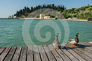 Ducks on Lake Garda, Italy