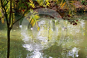 Ducks in the lake of the garden park Infante Don Pedro, Aveiro. Portugal