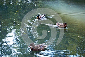 Ducks in the lake of the garden park Infante Don Pedro, Aveiro. Portugal