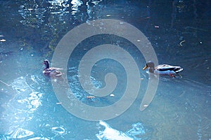 Ducks in the lake of the garden park Infante Don Pedro, Aveiro. Portugal