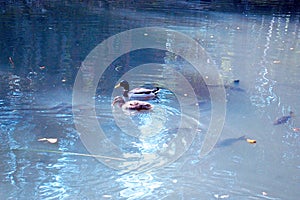 Ducks in the lake of the garden park Infante Don Pedro, Aveiro. Portugal