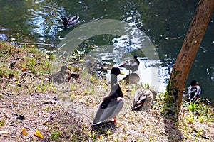 Ducks in the lake of the garden park Infante Don Pedro, Aveiro. Portugal