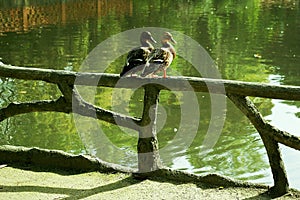 Ducks in the lake of the garden park Infante Don Pedro, Aveiro. Portugal