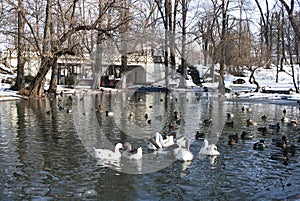 Ducks on lake - RAW format