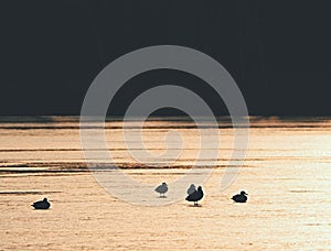 Ducks on lake ice at sunset. Sun bloody reflections